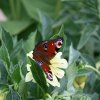 Papillon Paon du jour sur Dalhia.Gerard Huet